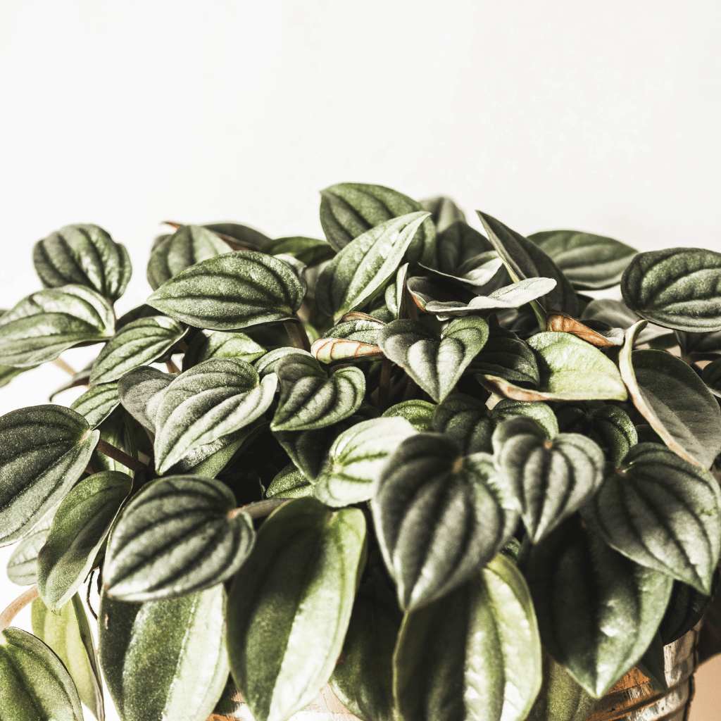 peperomia