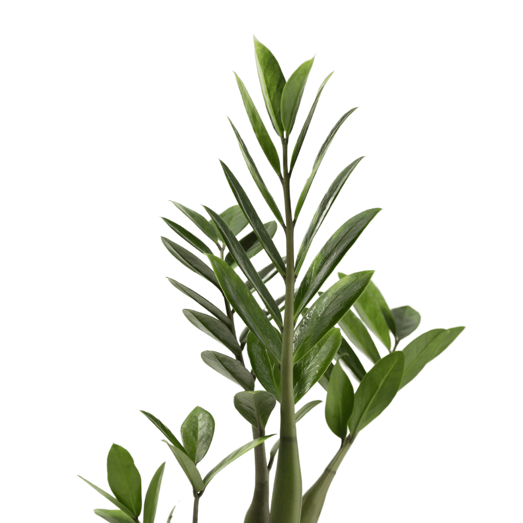 zz plant-2
